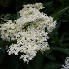Remembering Elderflowers