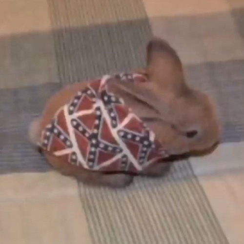 SHITCORE TAUGHT ME HOW TO KILL