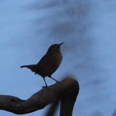 DENA DA BAT (Unai Barruetabeña (Compositor y sintetizadores) Yanaysa Prieto (voz)