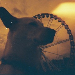 Radio Chien