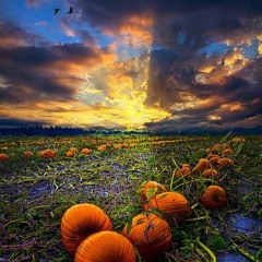 growing pumpkin