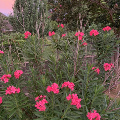 Prepared (prodbyactivebynight)