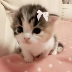 ˚ʚ♡ɞ˚