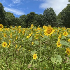 WonderTune prod. Wicstone