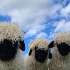 wade (urfellah's flip)