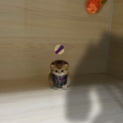 (˃ᴗ˂)