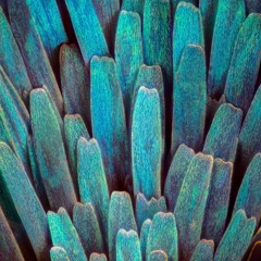 EZRå - House Of Gucci (feat. Khaled)