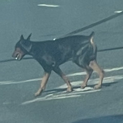 Pedestrians (Right of Way) - accapella - MadMaxxx