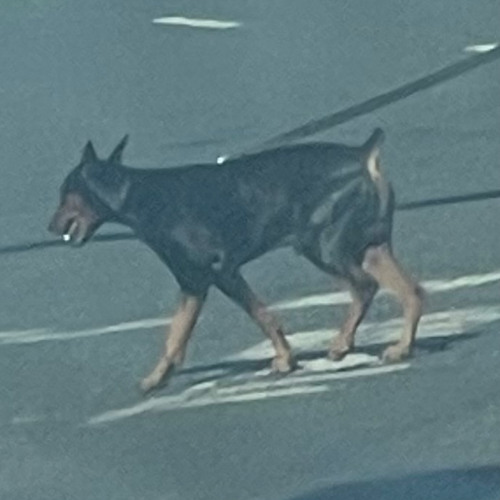 Pedestrians (Right of Way) - accapella - MadMaxxx