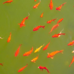 Talk from 5/14/23 - More Room To Swim