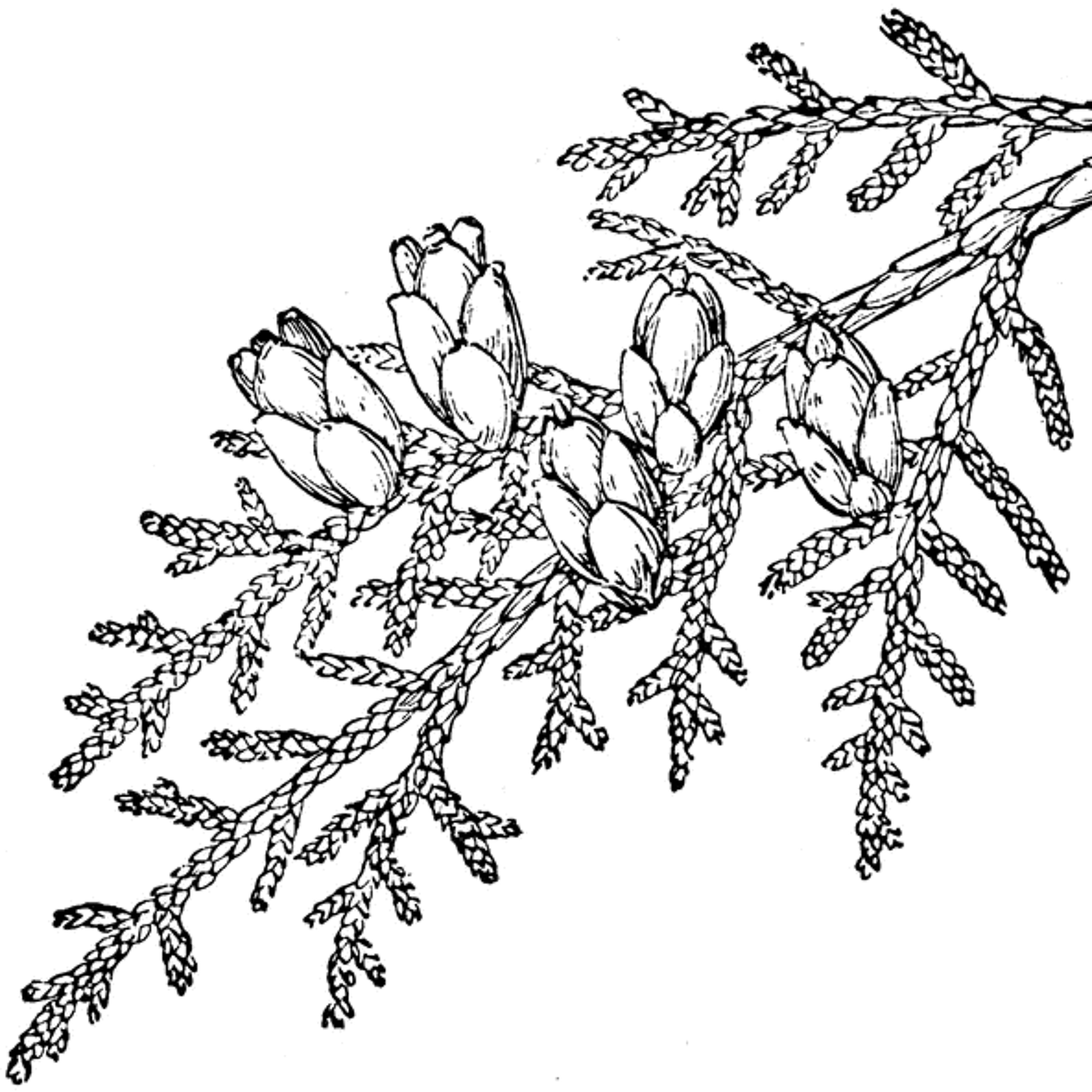 Redcedar Ecosystem Interweaving Meditation episode artwork