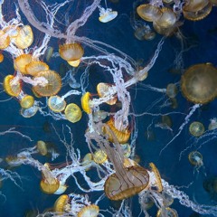 JELLY FISH - NANIMONO cover + z7net