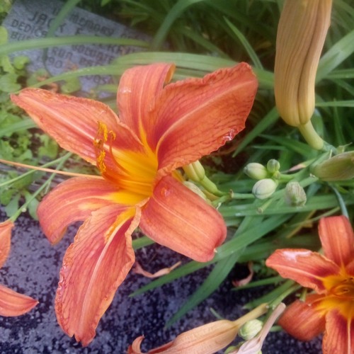 artificial_flowers
