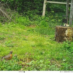 The Yale farm birds sing a song