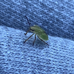 Annoying Type Beat (112bpm)