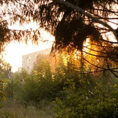 фыр фыр лисы