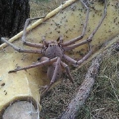 явахуе с этой прикромки