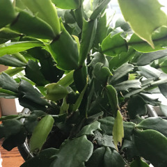 WHO THEY WANT - YUNG XAN$ FT. ADAMN KILLA