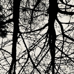BARK