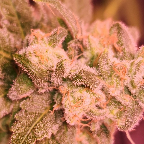 I Was Going To Stop At 60 Minutes.  Messed up at 13  minutes. All Good After