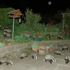 Dra-matic (Prod. traplordbabyjesus)