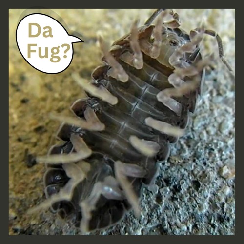 Rolly Polly Holy Moly What the Fug