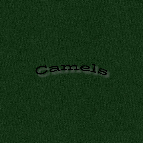 Camels