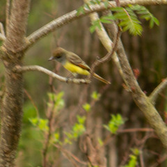 A Great Crested Flycatcher Crashes the Wood Thrush Recital