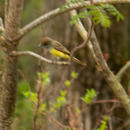 A Great Crested Flycatcher Crashes the Wood Thrush Recital