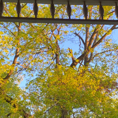 My Darling is Gone (Ritchie Valens)