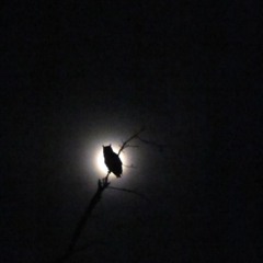 Night Owl