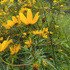 Just Imagine M3 (Hiram Larew & Warwick Jones)