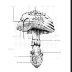 maryjane on my mind — [2024-05-19]