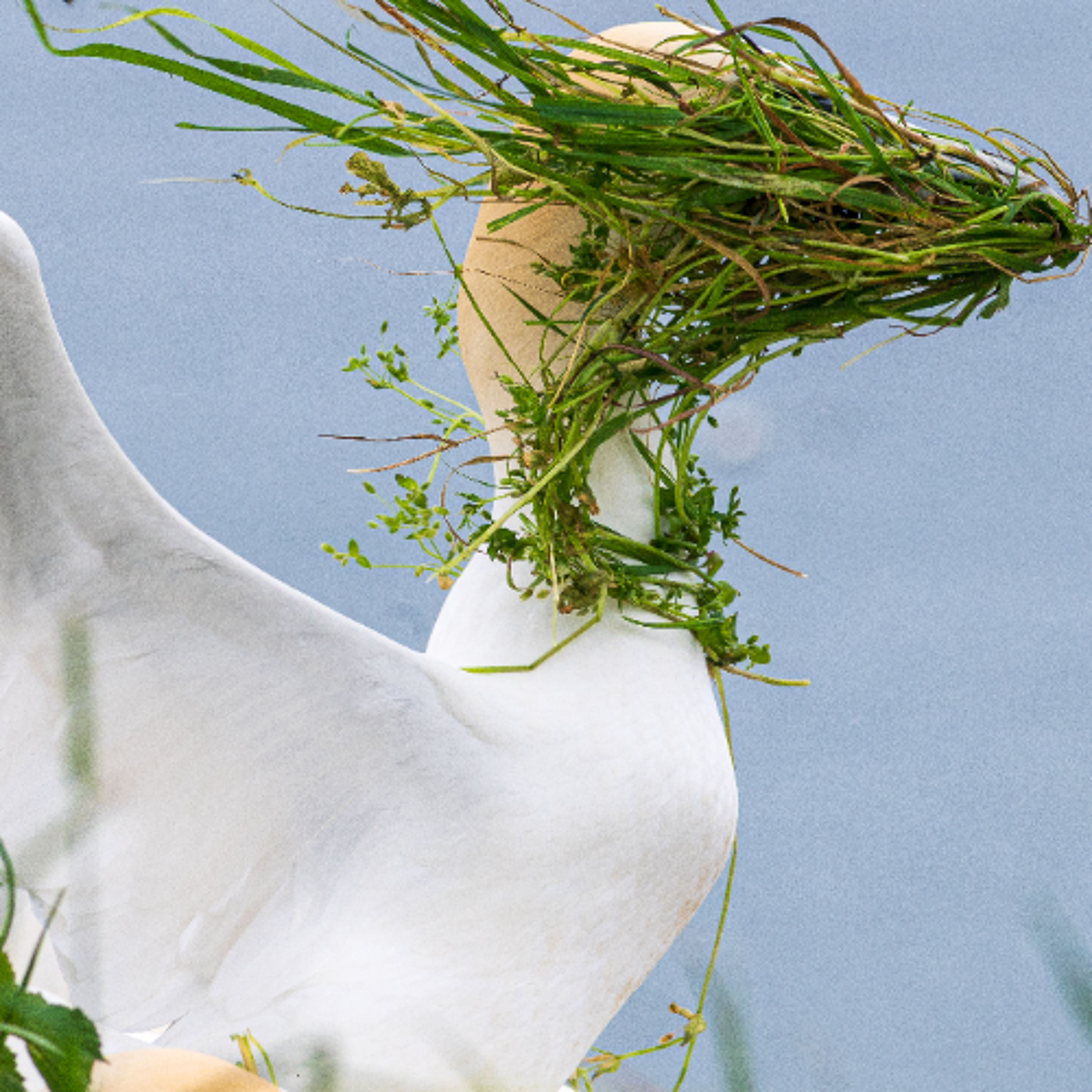 The finalists for this year’s Comedy Wildlife Photography Awards are here!!! episode artwork