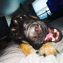 kodiak