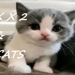 X_X 2 & CATS