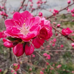 Whatwhatzzz - Trap style