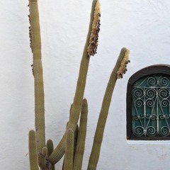 Ziedolla // Sunset Session - 2