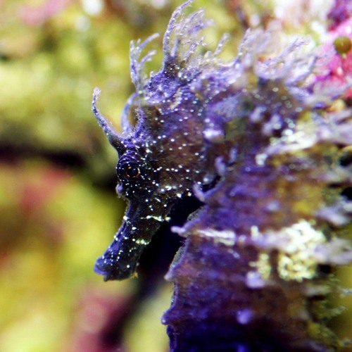 Survey Selva (D-Stroyer-Remix)  Vermont (BR)