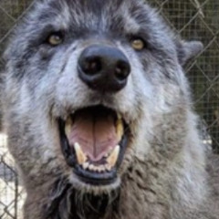 Lawless universe | made on the Rapchat app (prod. by Rapchat)