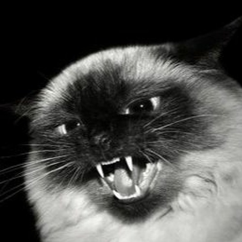 Звук злого кота