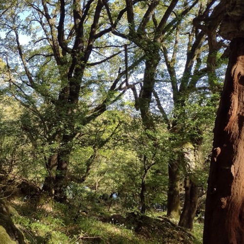 Dawn Oak Forest Canopy 2