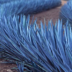 - Forever - Blue Agave