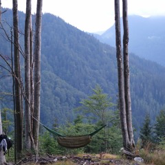 Morning birds on windy mountain in summmer