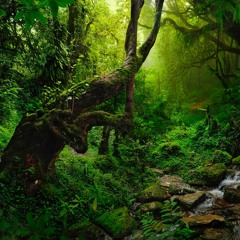 Nella Foresta Del Quteinn