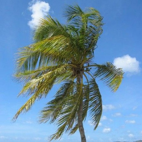 Palme