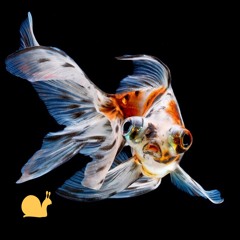 If You Call Me - Hans vom Schneggeloch [FREE DOWNLOAD]