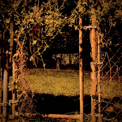 Jungle till the Breaks of dawn