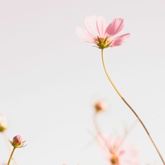 Nel By xannedaymorning(original song)