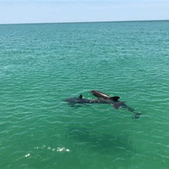 Best Dolphin Shelling Snorkeling Cruise In Tampa Prices Reviews